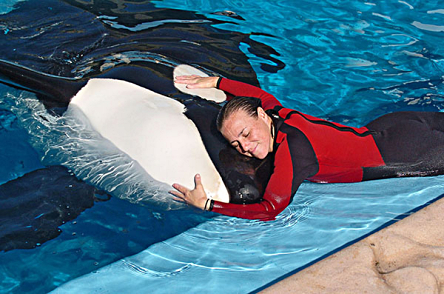 SeaWorld Killer Whale Kills Second Trainer | Workbench