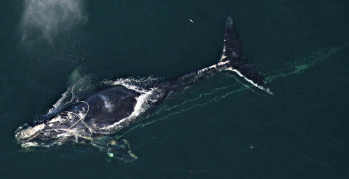 Right whale entangled by rope off Daytona, Florida, Dec. 31, 2011