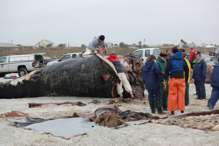 Right whale being autopsied on Butler Beach near St. Augustine, Florida, on Feb. 3, 2011