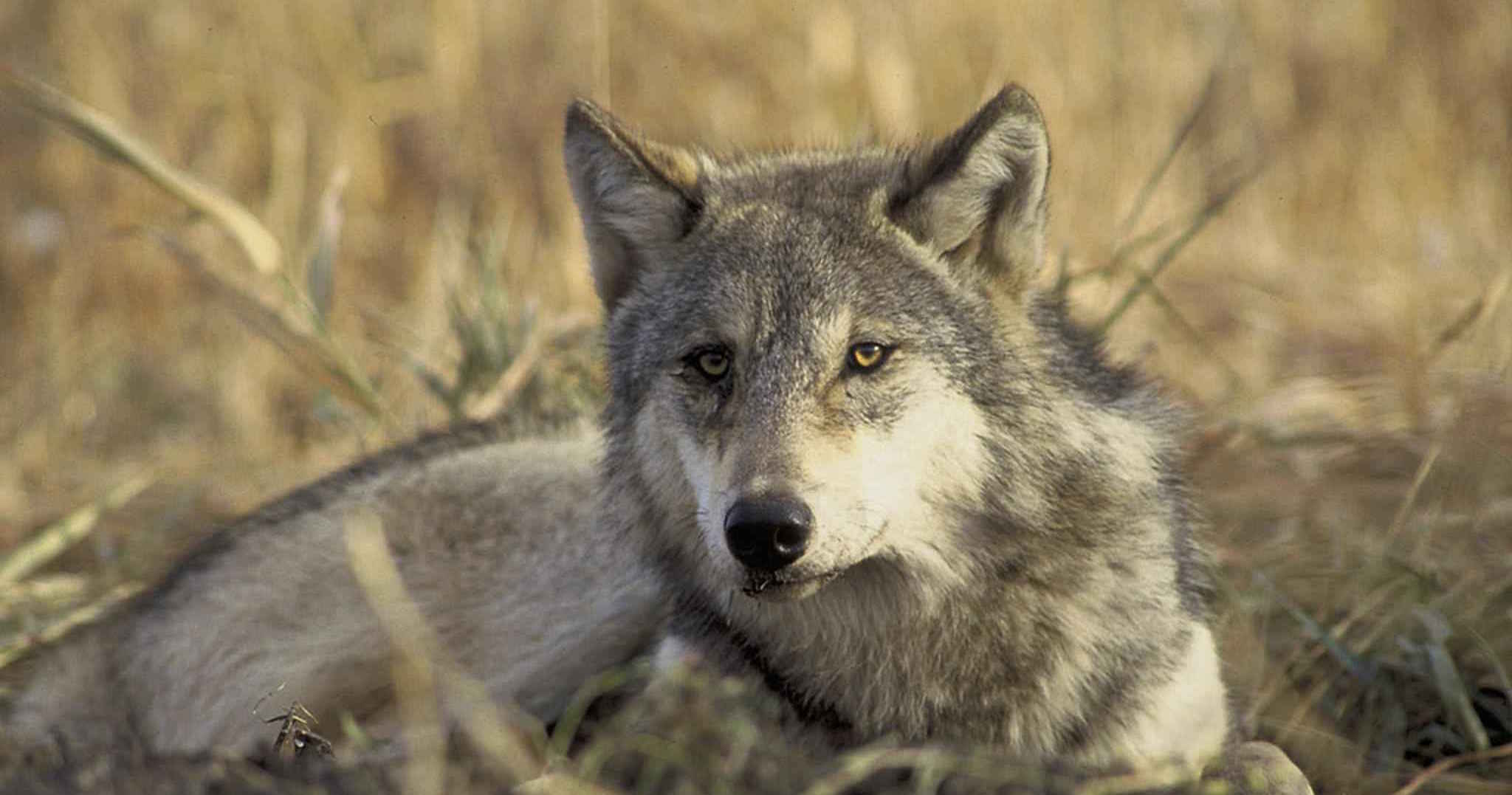 Washington state wolf