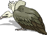 Vulture